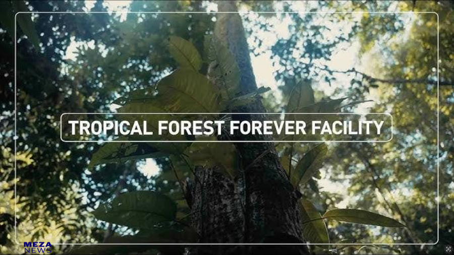 Brasil entrega soberania ambiental em nome de fundo global de florestas