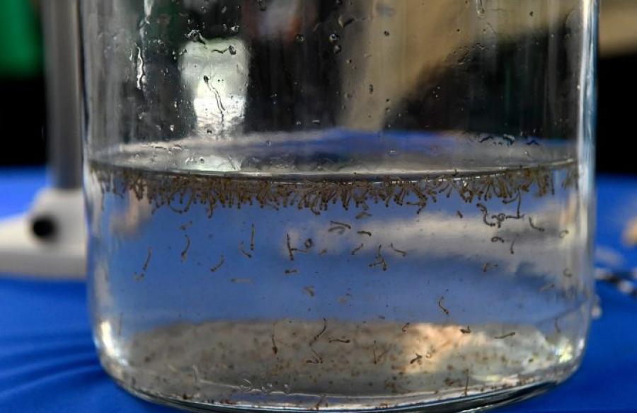 Em parceria com a SES, Bioparque Pantanal realiza “Dia D” de combate à dengue