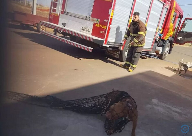 Pitbull solto ataca pessoas, é contido, mas mata cão em Chapadão do Sul