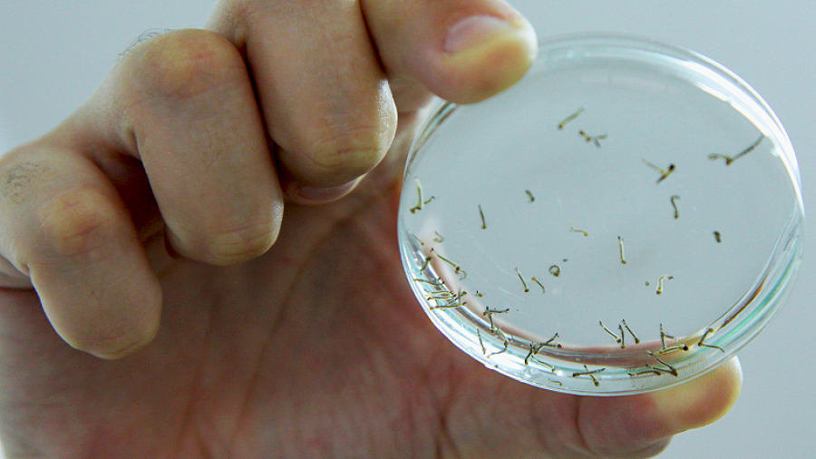 MS registra 8.461 casos confirmados de dengue