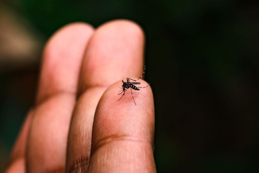 Casos de Chikungunya quase triplicam em Mato Grosso do Sul no início de 2026