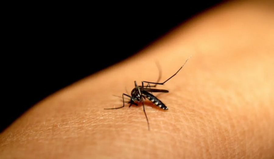 Chikungunya avança em Mato Grosso do Sul e secretário de Saúde aguarda mais vacinas