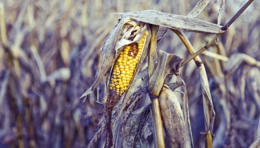 Juros altos, fertilizantes mais caros e crédito restrito transformam colheita recorde em dor de cabeça para o agro de MS
