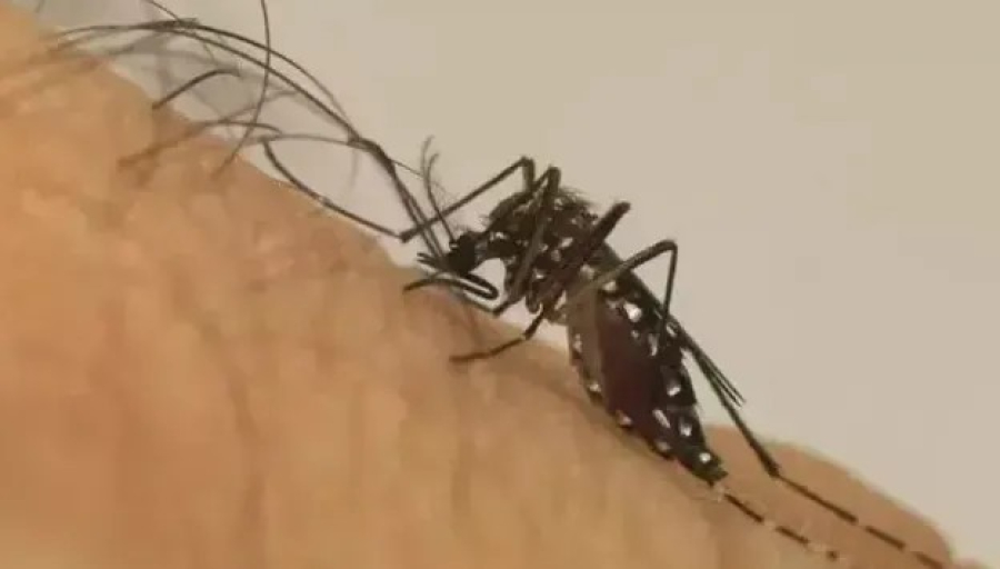 Mosquito Aedes aegypti, transmissor da dengue, zika e chikungunya.