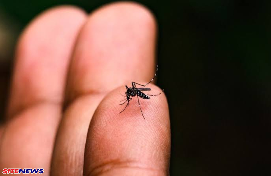 Os Casos de Dengue no Brasil já ultrapassa de 1 milhão 