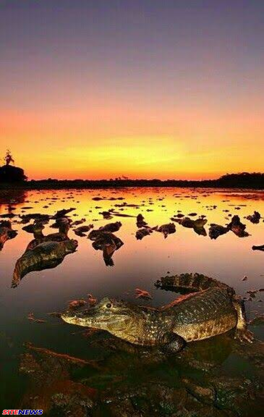 Governo amplia presença no Pantanal com plano integrado de políticas públicas