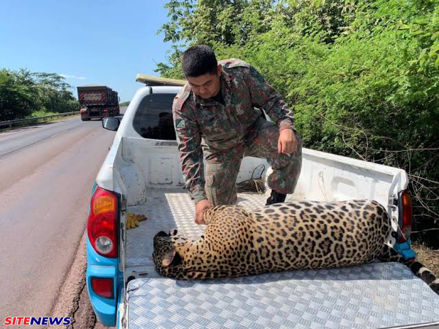 Tragédia na BR‑262: onça-pintada é atropelada em trecho crítico da rodovia